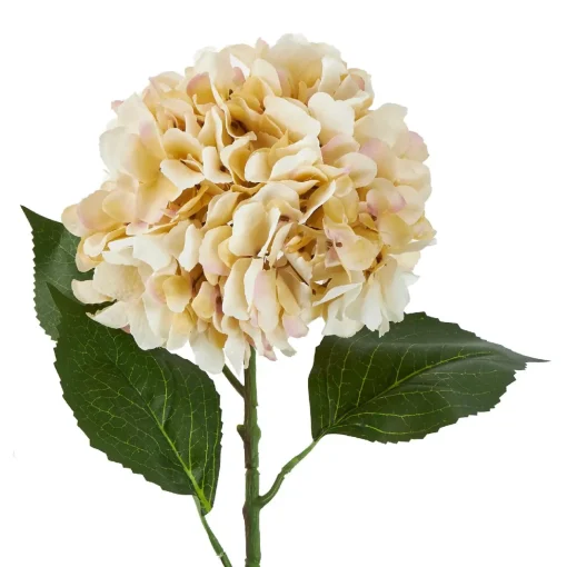 Hortensie Antik, Creme, 70 Cm