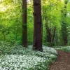 Jumboposter Spring Forest, Nr. 7