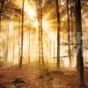 Poster Enlightened Forest, Nr. 187